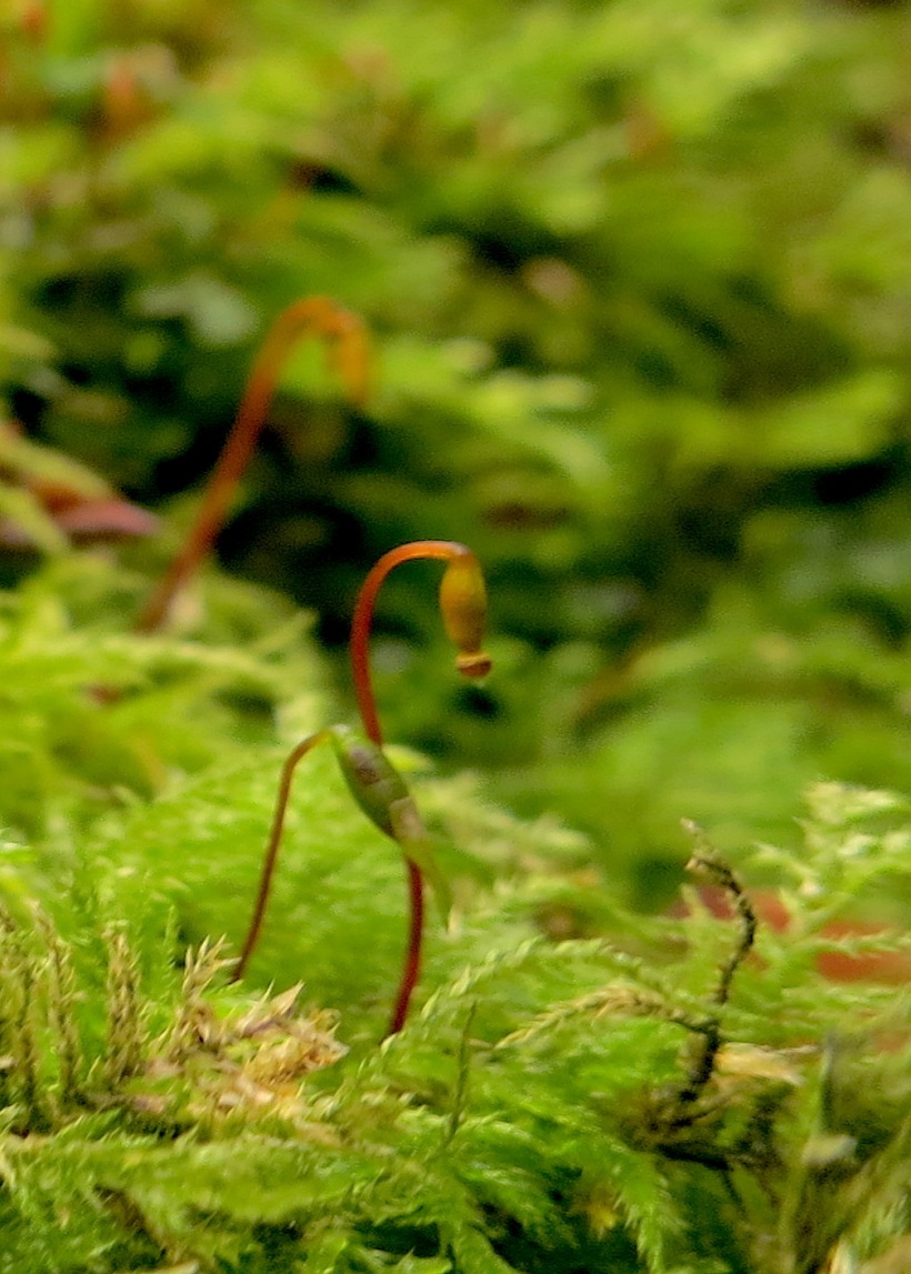 mosssprouts3