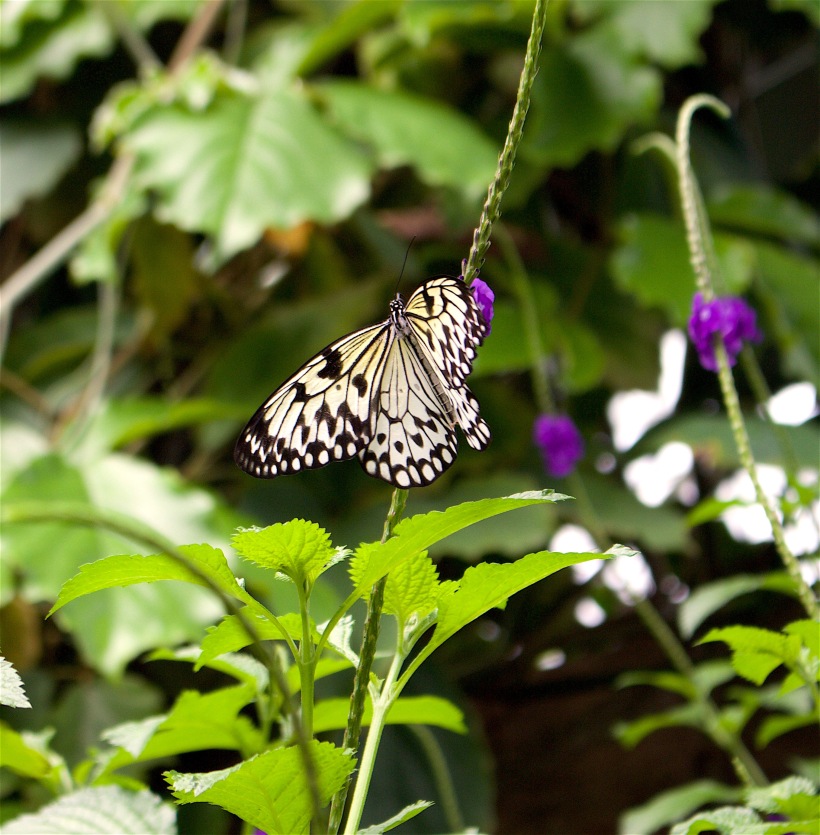 butterflygarden2